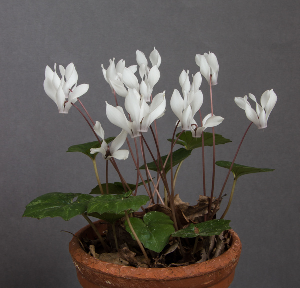 Cyclamen rhodium subsp peloponnesiacum f albifloru
